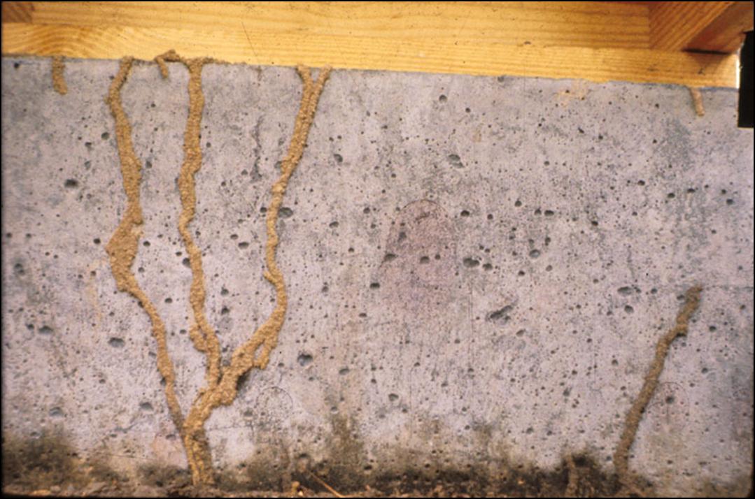 TERMITES 8 THINGS YOU NEED TO KNOW Rapid Pest Solutions