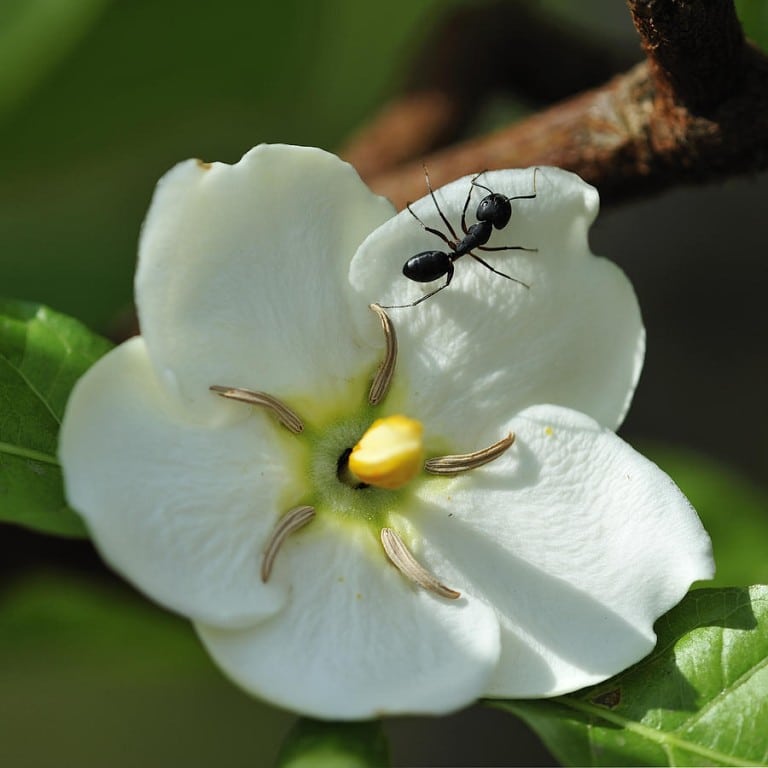 Ant On Flower Rapid Pest Solutions